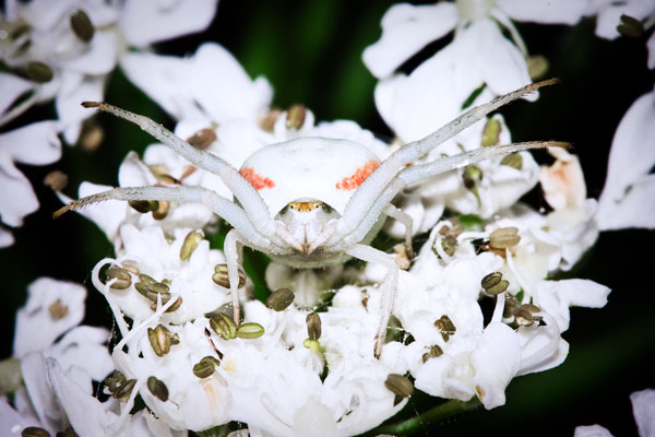 Fotografía macro